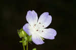 Largeflower baby blue eyes